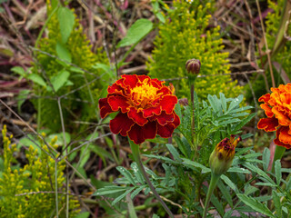 Beautiful bud of marigolds, tagétes in the garden, on a summer afternoon.