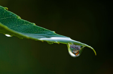 Gota de agua en la punta de una hoja verde en la que se refleja una mariposa .