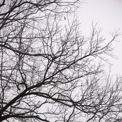 lone branch without leaves - obrazy, fototapety, plakaty