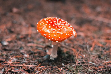Bright red fly agaric in Christmas tree needles. Amanita. Autumn rainy forest