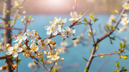 Spring background, flowering trees. Plum flowers on a tree in sunny weather