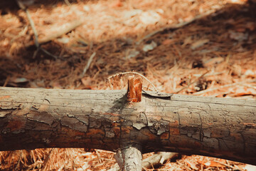 Fototapeta premium fallen trunks of rotten pines lie on the ground in a pine forest
