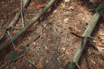 rotten bark and dry pine branches lie on the needles