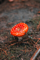 Bright red fly agaric in Christmas tree needles. Amanita. Autumn rainy forest