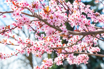 Spring background, flowering trees. Pink sakura flowers in sunny weather