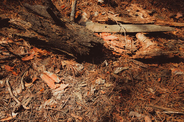 Obraz na płótnie Canvas rotten bark and dry pine branches lie on the needles
