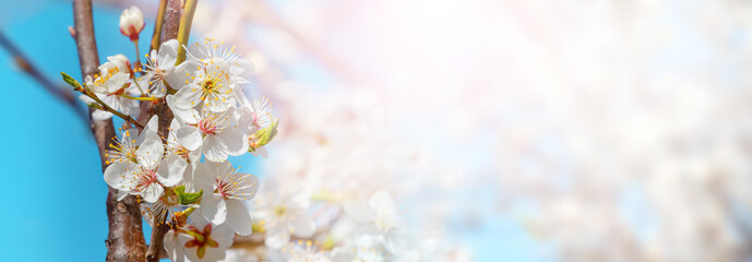 Spring background with flowering tree, white plum flowers, panorama
