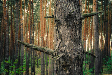young deciduous trees grow in an old pine forest