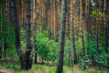 Fototapeta premium young deciduous trees grow in an old pine forest