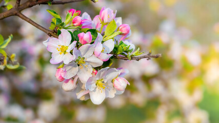 Apple blossoms, apple flowers on a blurred background in sunny weather