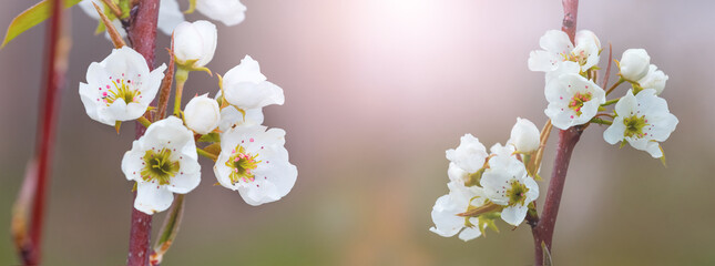 Spring background with cherry blossoms on a blurred background in the sunlight