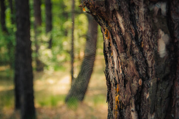 spider web on the trunk of an old pine tree against the background of a pine forest