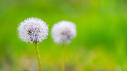 White dandelion flowers on a blurred green background, spring background
