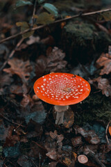 Bright red fly agaric in wet leaves. Amanita. Autumn rainy forest