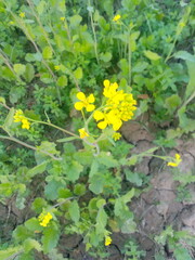 flowers in the garden