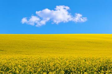 Obraz premium Yellow flowering rapeseed field and blue sky with white clouds