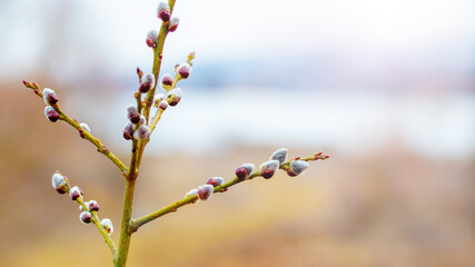 Willow branch with catkins near the river