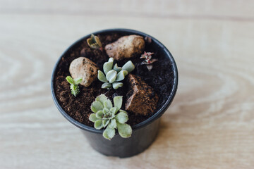 A plant with a red flower in a gray pot.