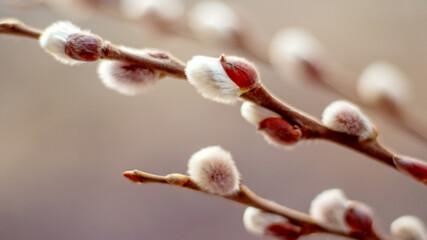Spring background, willow branch with catkins on a blurred background