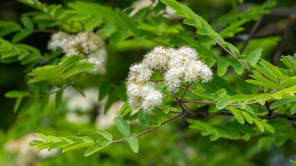 Rowan blossoms. White rowan flowers among green leaves