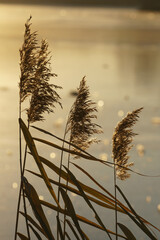 Dry field reeds on a background of ice, highlighted by the low sun