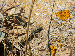 Mountain lizard under a bush in the mountains.	