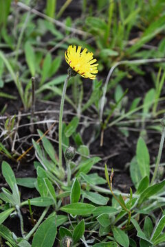 Hieracium pilosella, or mouse-ear hawkweed. Yellow forest flower with long stem and hairy leaves, grows at the base of the plant