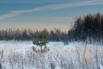 Pine tree in the snow field. Winter snow-covered forest. Landscape.