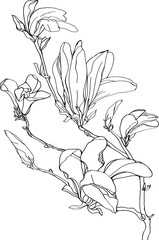 black and white line illustration of magnolia flowers on a white background