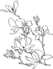 black and white line illustration of magnolia flowers on a white background, hand drawn flowers