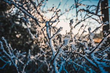 Frozen branches with big ice crystals illuminated by the golden sunlight.