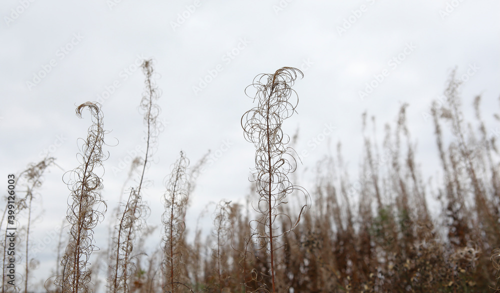 Wall mural quiet autumn grey day with beautiful dry willowherb in the field. natural background with selective 