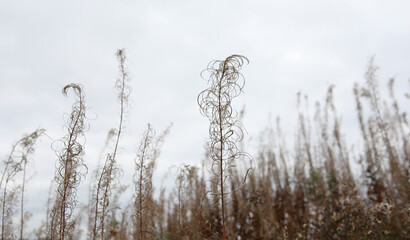 Quiet autumn grey day with beautiful dry willowherb in the field. Natural background with selective soft focus on dry grass, horizontal