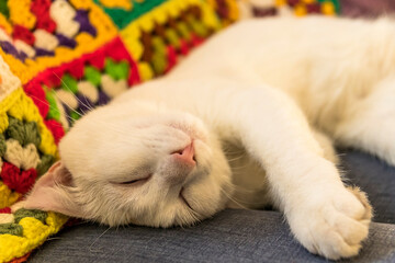 a pretty white cat sleeps peacefully and dreams on a sofa in a strange posture