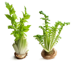 Regrowing celery and mooli plant from stalk isolated on white