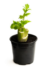 Regrowing celery plant from stalk isolated on white