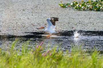 Pelican taking flight