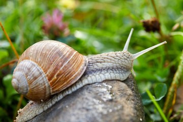  snail crawling on the stone