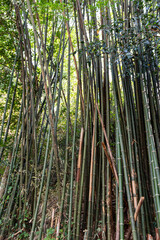 Forêt de bambous, Laos