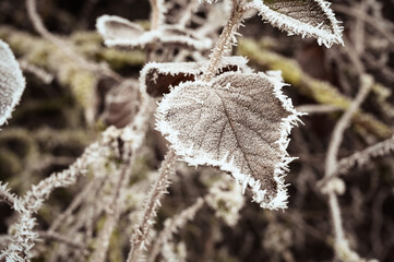 Beautiful ice crystals on brown leaves of a bush.