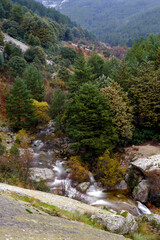 Fototapeta na wymiar Regional Park of La Pedriza during fall. Colorful trees surround a river full of orange leaves