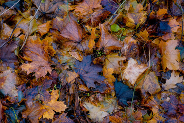 autumn leaves in the forest