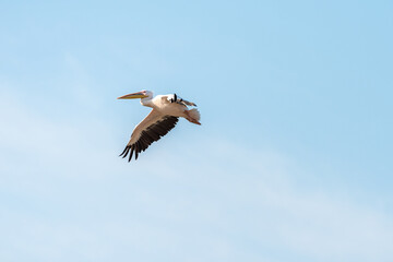 White Pelican flying in the blue sky on an early autumn morning near Zikhron Ya'akov, Israel.