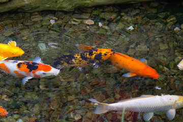 Koi carp fish swimming in pond. Chinese brocaded carp. 