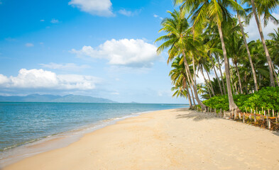 Fototapeta na wymiar tropical beach with cocnut palm tree