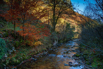 autumn in the forest, Ason river. Cantabria