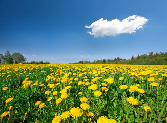 Yellow flowers hill under blue cloudy sky