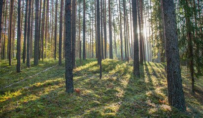 Pine forest at sunrise time