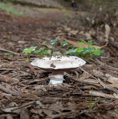 A small white mushroom grows in a small path with several green plants in the background.