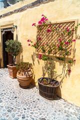 Fototapeta na wymiar Box plants tree and bush beside the door in front of yeallow wall in Santorini, Greece.